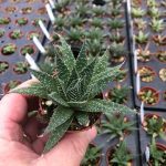 Aloe, Aristaloe aristata