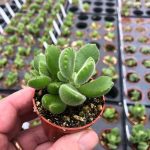 Cotyledon tomentosa, Bear's Paw