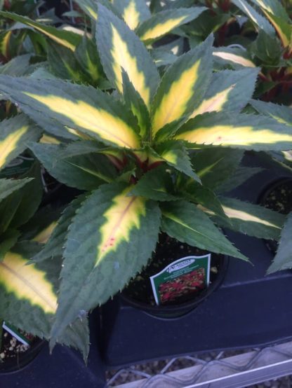 Impatiens, Sunpatien Compact Tropical Rose