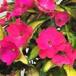 Impatiens, Sunpatien Compact Tropical Rose