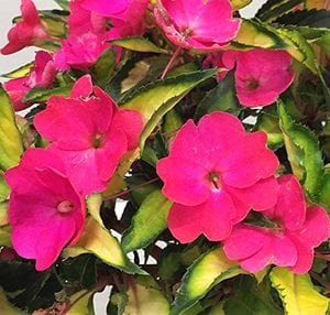 Impatiens, Sunpatien Compact Tropical Rose