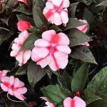 Sunpatien Compact Pink Candy