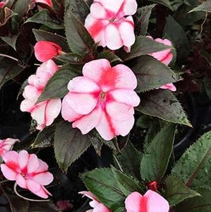 Sunpatien Compact Pink Candy