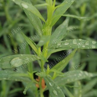 Tarragon French