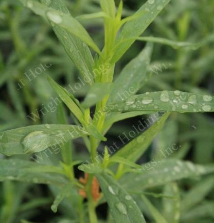 Tarragon French