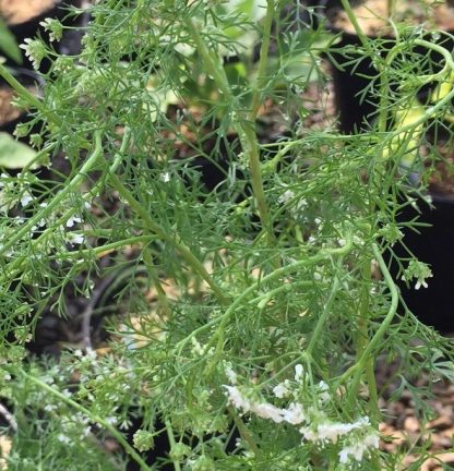 santo coriander cilantro