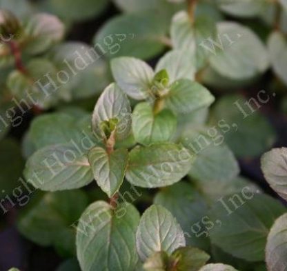 chocolate mint