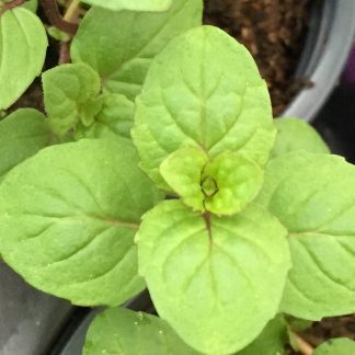 spearmint