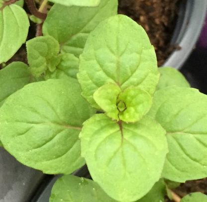 spearmint