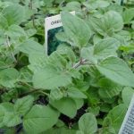 common greek oregano