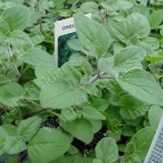 common greek oregano