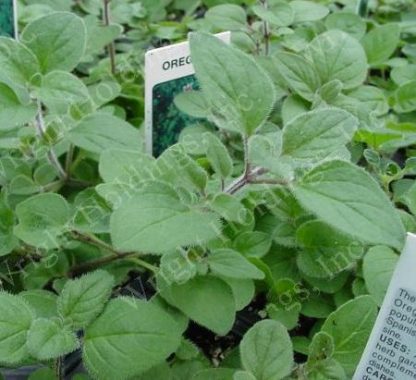 common greek oregano