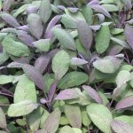 purple sage