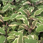 tricolor sage