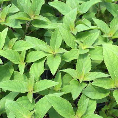 pineapple sage