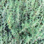 winter garden thyme