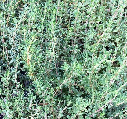 winter garden thyme