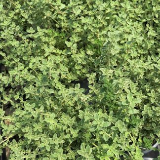 silver thyme