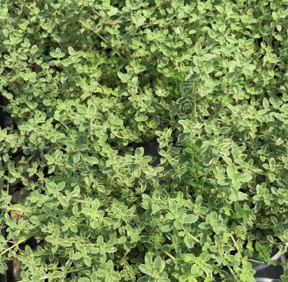 silver thyme