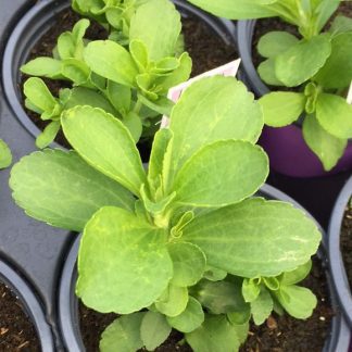 sweetie stevia