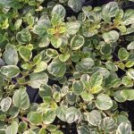 variegated oregano