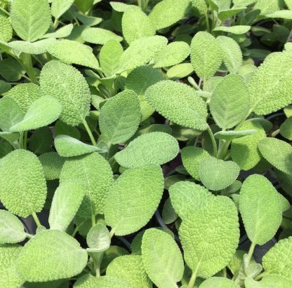 garden Berggarten sage