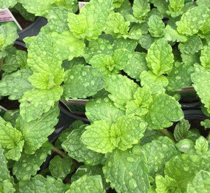 mojito mint