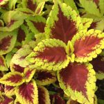 Coleus, Trusty Rusty