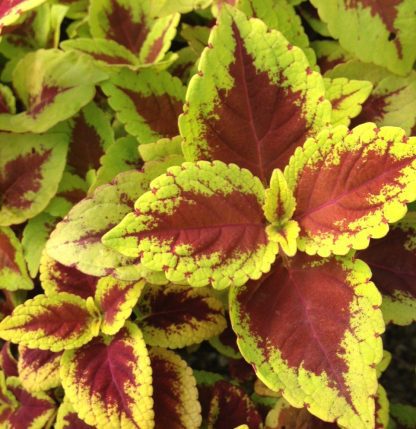 Coleus, Trusty Rusty