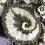 Begonia, Rex, Escargot
