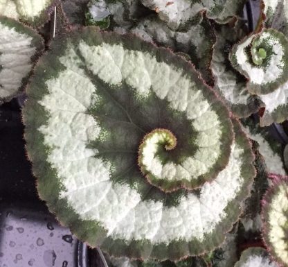 Begonia, Rex, Escargot