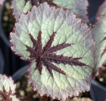 Begonia, Rex, Harmony Fire Woman