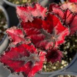 Begonia, Rex, Harmony Red Robin