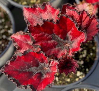 Begonia, Rex, Harmony Red Robin