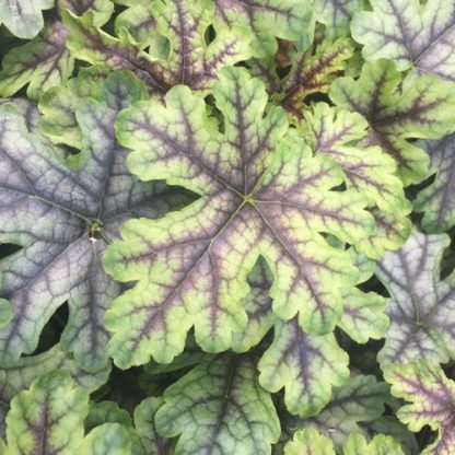 Heucherella, Tapestry