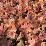 Heucherella, Brass Lantern