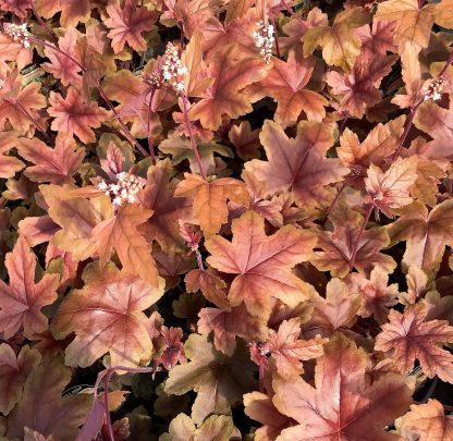 Heucherella, Brass Lantern