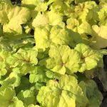 Heucherella, Stoplight