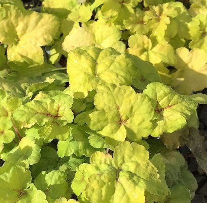 Heucherella, Stoplight