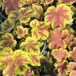 Heucherella