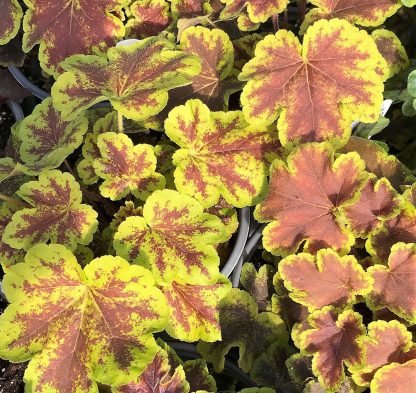 Heucherella, Solar Eclipse