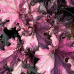 Heuchera, Forever Purple