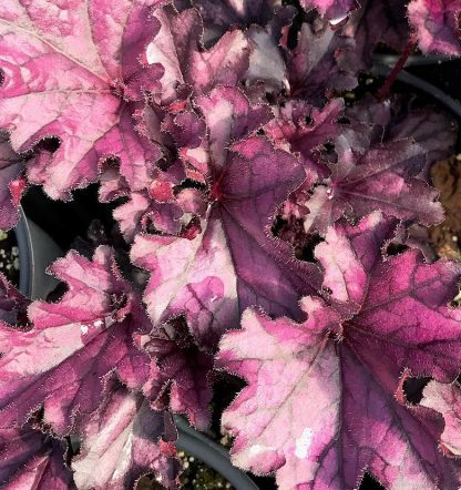 Heuchera, Forever Purple