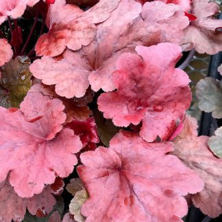 Heuchera, Fire Alarm