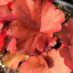 Heuchera, Forever Red
