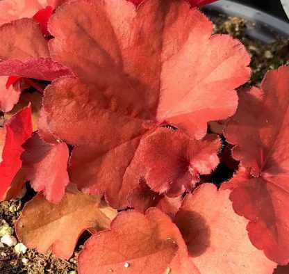 Heuchera, Forever Red