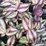 Wandering Jew Purple