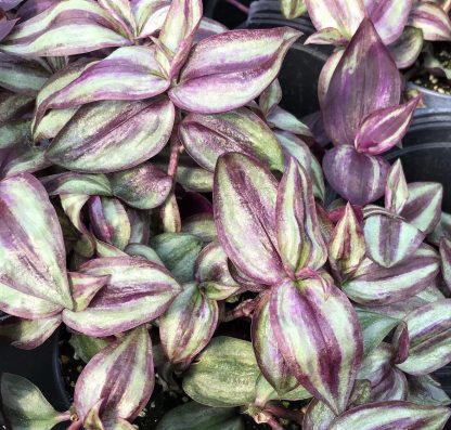 Wandering Jew Purple