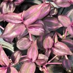Wandering Jew Red