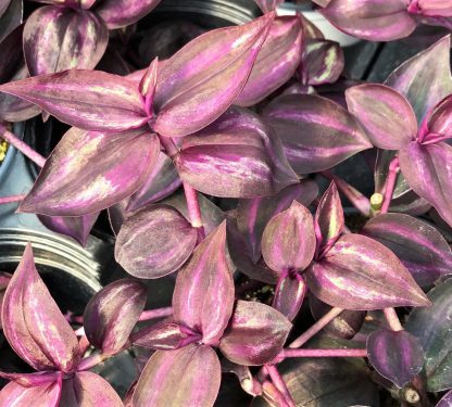 Wandering Jew Red
